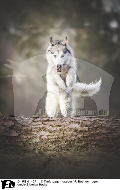 Siberian Husky Hndin / female Siberian Husky / PB-01457