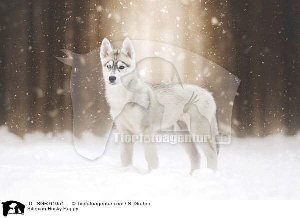 Siberian Husky Puppy / SGR-01051