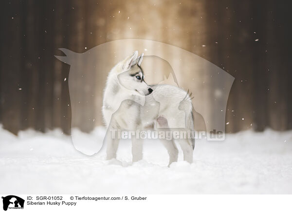 Siberian Husky Puppy / SGR-01052