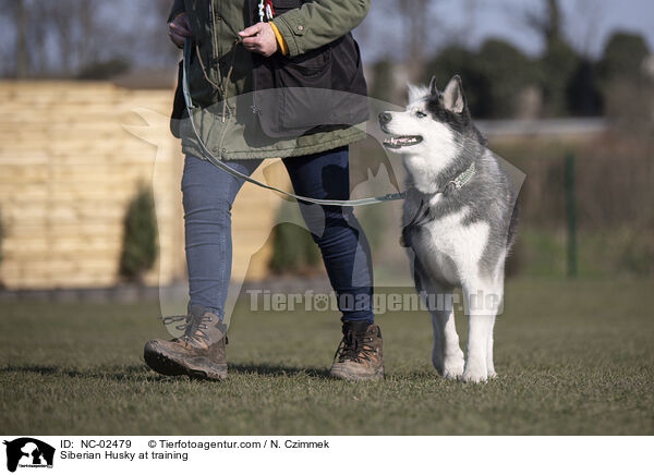 Siberian Husky at training / NC-02479