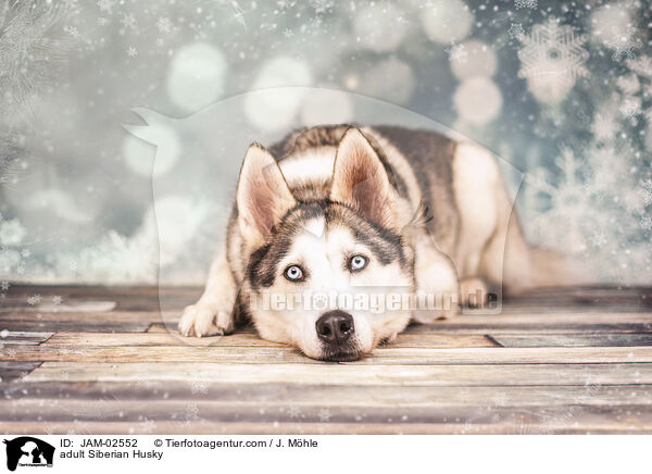 adult Siberian Husky / JAM-02552