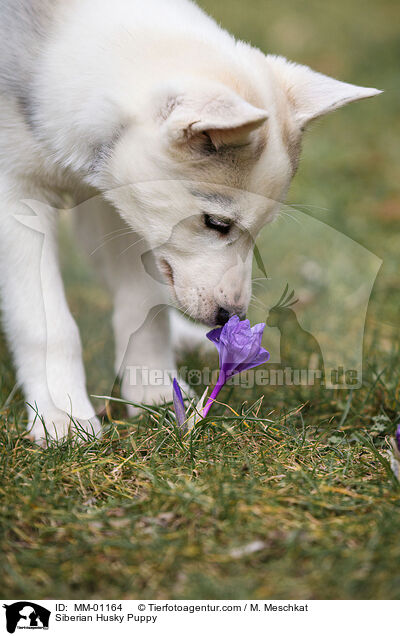 Siberian Husky Puppy / MM-01164