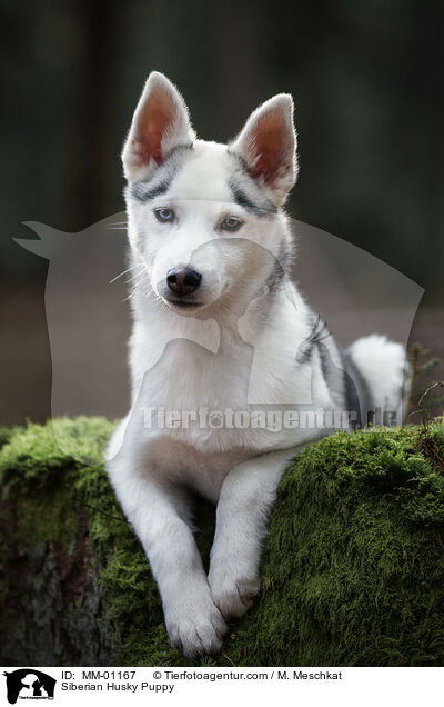Siberian Husky Puppy / MM-01167