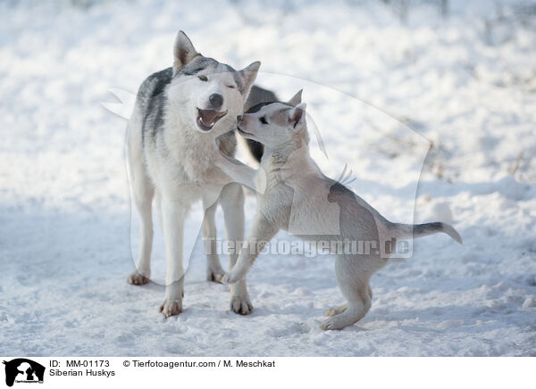 Siberian Huskys / MM-01173