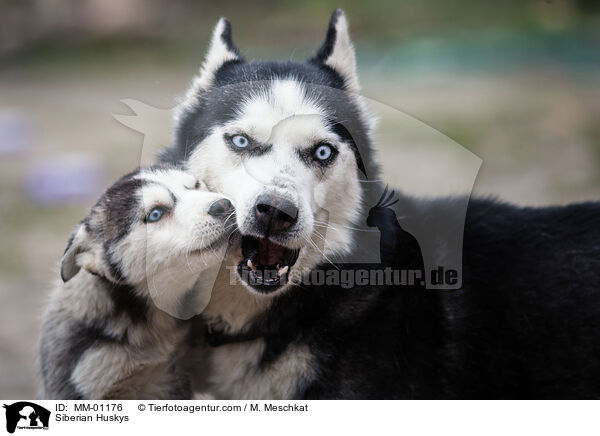 Siberian Huskys / MM-01176