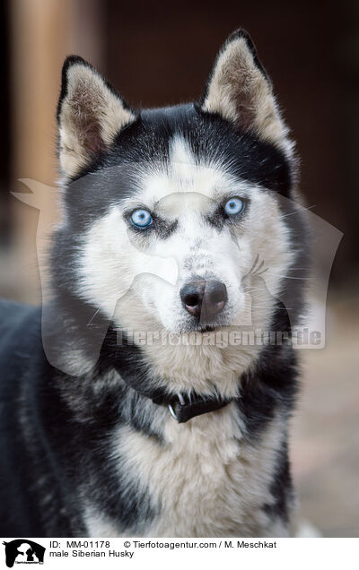 male Siberian Husky / MM-01178