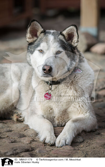 male Siberian Husky / MM-01179