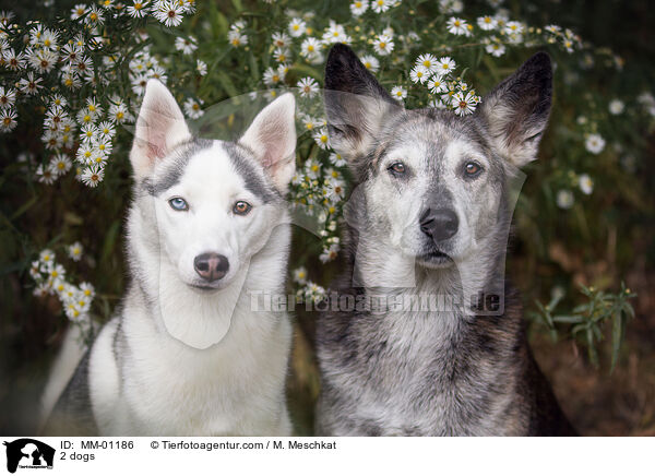 2 dogs / MM-01186