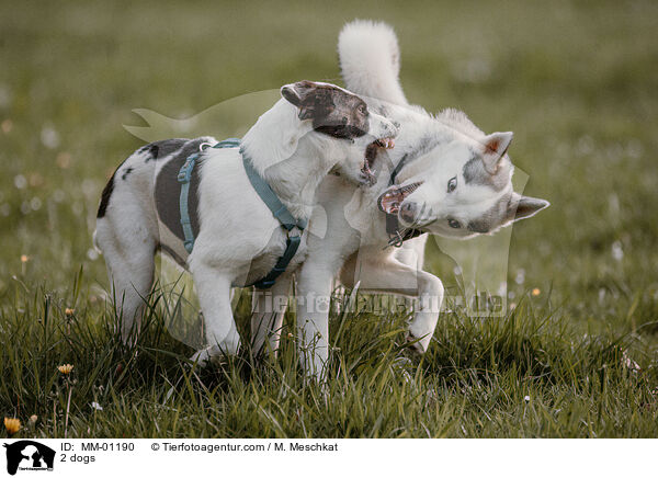 2 dogs / MM-01190