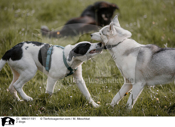 2 dogs / MM-01191