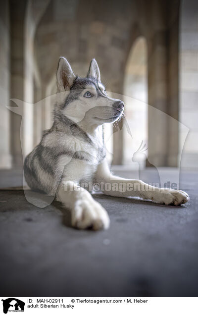 adult Siberian Husky / MAH-02911