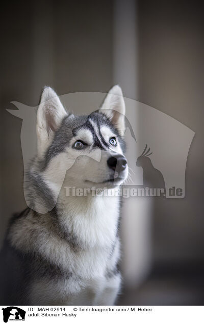 adult Siberian Husky / MAH-02914