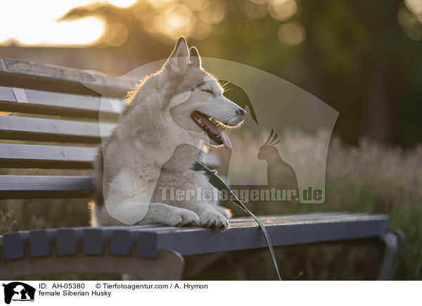 female Siberian Husky / AH-05380