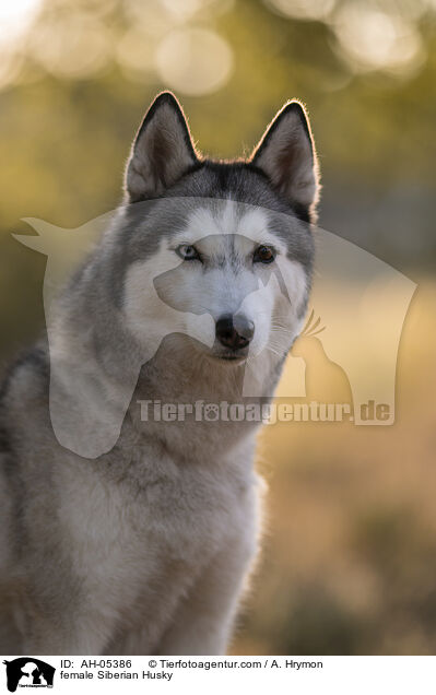 female Siberian Husky / AH-05386