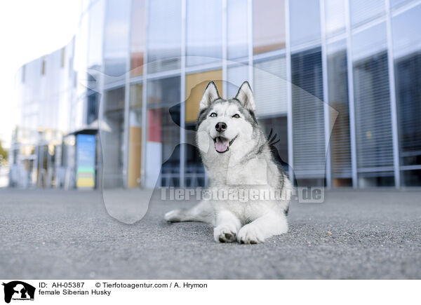 Siberian Husky Hndin / female Siberian Husky / AH-05387