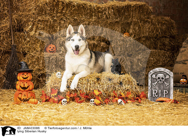 liegender Siberian Husky / lying Siberian Husky / JAM-03086