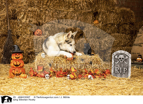 lying Siberian Husky / JAM-03087