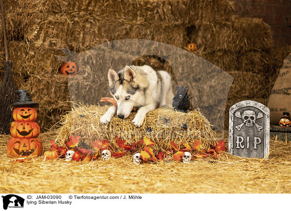liegender Siberian Husky / lying Siberian Husky / JAM-03090