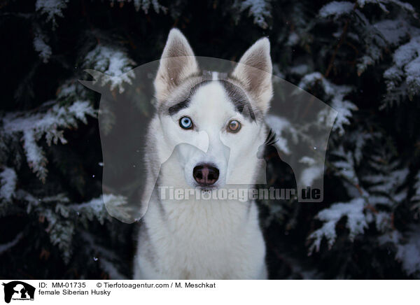 female Siberian Husky / MM-01735
