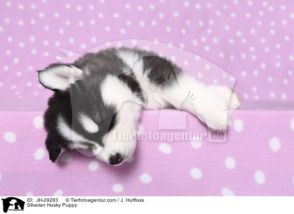 Siberian Husky Puppy / JH-29283