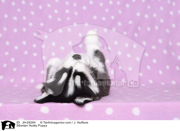 Siberian Husky Puppy / JH-29284