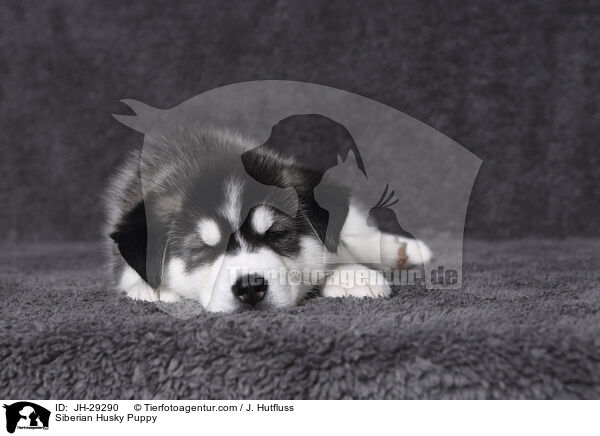 Siberian Husky Puppy / JH-29290