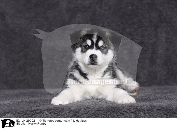 Siberian Husky Puppy / JH-29292