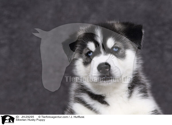 Siberian Husky Puppy / JH-29295