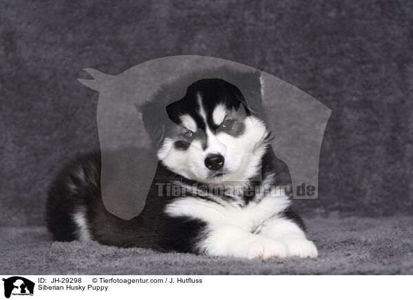 Siberian Husky Puppy / JH-29298