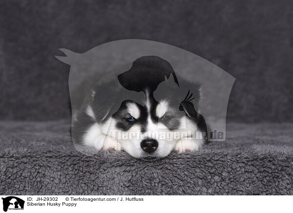 Siberian Husky Puppy / JH-29302