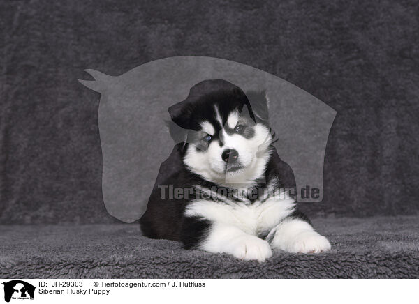 Siberian Husky Puppy / JH-29303