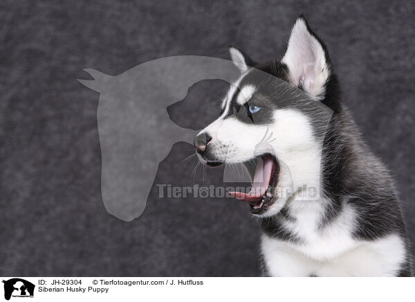 Siberian Husky Puppy / JH-29304