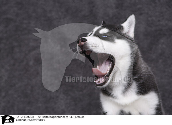 Siberian Husky Welpe / Siberian Husky Puppy / JH-29305