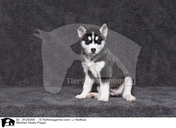 Siberian Husky Puppy / JH-29308
