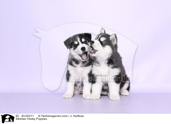 Siberian Husky Puppies / JH-29311