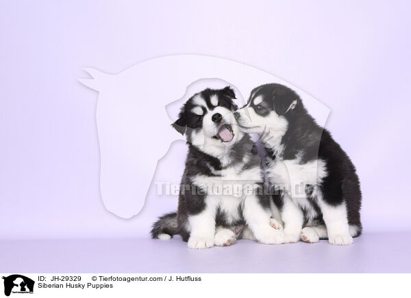 Siberian Husky Welpen / Siberian Husky Puppies / JH-29329