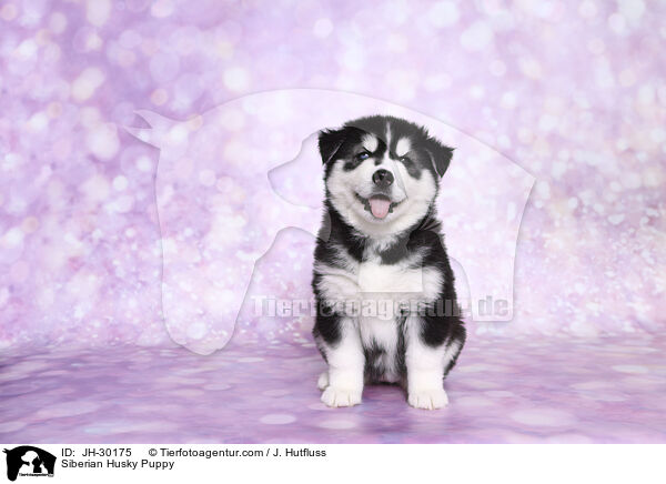 Siberian Husky Puppy / JH-30175