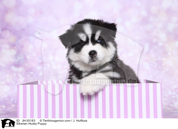 Siberian Husky Puppy / JH-30183