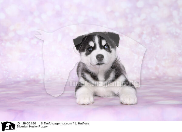 Siberian Husky Welpe / Siberian Husky Puppy / JH-30196