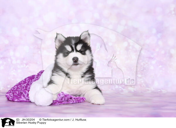 Siberian Husky Puppy / JH-30204
