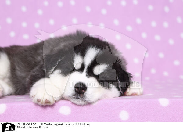 Siberian Husky Welpe / Siberian Husky Puppy / JH-30208