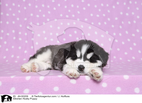 Siberian Husky Puppy / JH-30209