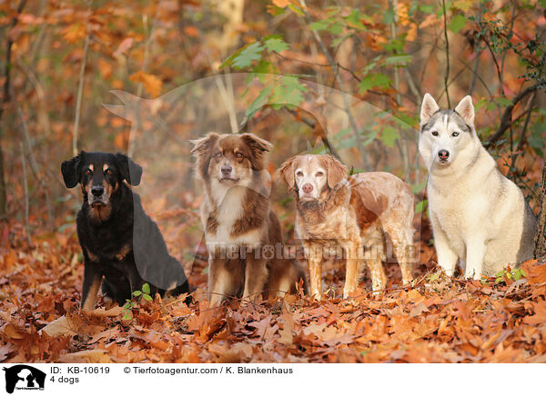 4 dogs / KB-10619