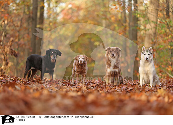 4 dogs / KB-10620