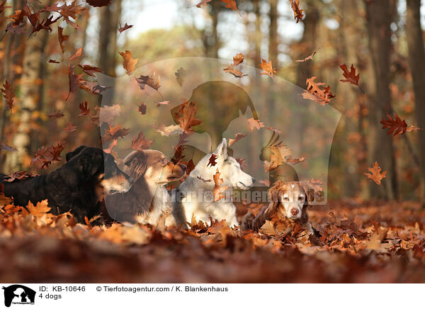4 dogs / KB-10646