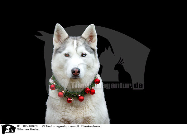 Siberian Husky / KB-10878