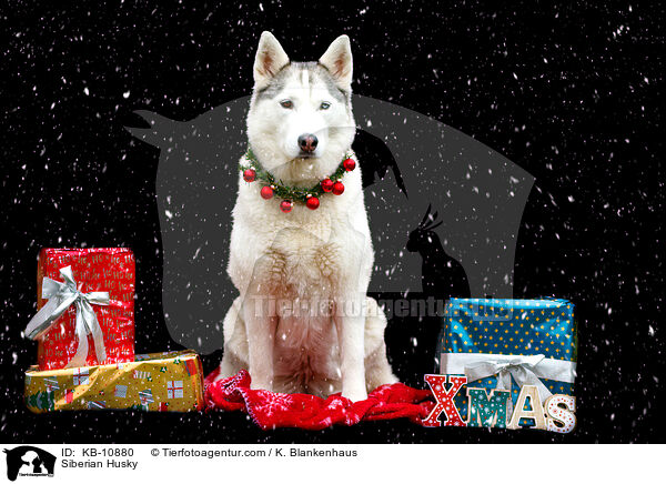 Siberian Husky / KB-10880