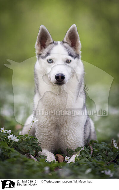 Siberian Husky / MM-01919
