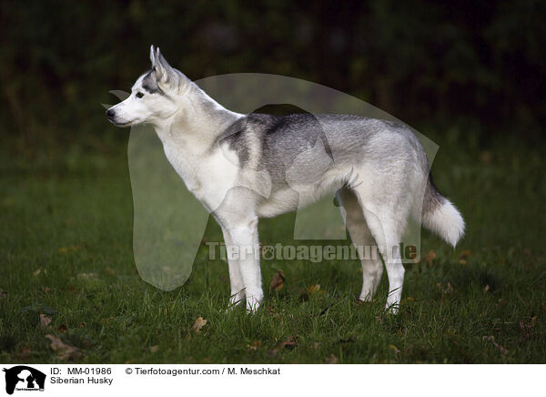 Siberian Husky / MM-01986