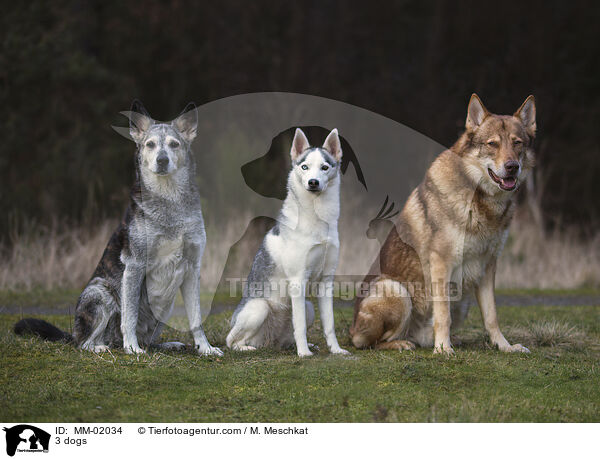 3 dogs / MM-02034